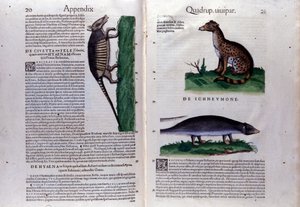 Dubbelsida av Historia Animalium av Conrad Gesner (1516 - 1565), Tiguri av Unknown artist