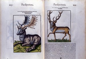 Dubbelsida av rådjur i Historia Animalium av Conrad Gesner (1516 - 1565), Tiguri av Unknown artist