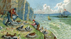 Dunproduktion i New Zemble, Ryssland: män som är anklagade för att samla ägg och fjädrar måste klättra upp på klipporna för att nå bon. Kromolitografi av 1800-talet av Unknown artist