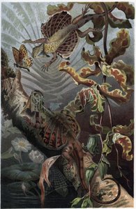Draco volans, variation av trädlevande lezard - Draco (släkte) (flygande drakar) - gravyr från "" Brehms djurliv"" av Alfred Edmund Brehm (1829-1884) av Unknown artist