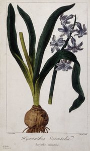 Östlig hyacint (Hyacinthus Orientalia) Botanisk tavla av asiatiska växter från 1800-talet. av Unknown artist
