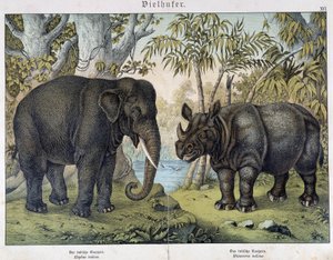 Elefant och noshörning - i "" Natural history of däggdjur", red. Schreiber, München av Unknown artist