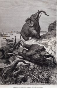 Elefanter som klättrar på stranden av en flod, på grund av en expedition till Centralafrika på uppdrag av Sir Samuel White Baker, "Tour du monde" av Unknown artist