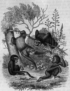 Gravyr som föreställer Gibbons Hoolock av Indien. av Unknown artist
