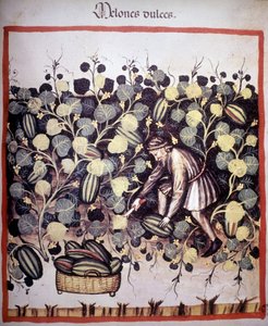 Gravyr som representerar samlingen av meloner från "Tacuinum Sanitatis". B.N., Wien. av Unknown artist
