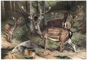 Europeisk mocka - Dovhjorten (Dama dama) - gravyr från "" Brehm