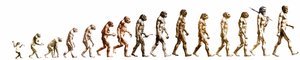 Evolution: Jämförelse av morfologier från apan till den nuvarande människan (olika hominider). Slutgravyr av 1800-talet. av Unknown artist