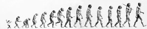 Evolution: Jämförelser av morfologier från apan till den nuvarande människan (olika hominider). Slutgravyr av 1800-talet. av Unknown artist