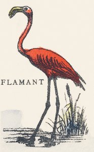 F: flamingo av Unknown artist