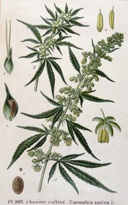 Kvinnlig cannabisväxt. 1800-talsgravyr av Unknown artist