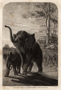 Kvinnlig elefant skyddar sina ungar från spjutsjägare från Zambese. Gravyr för att illustrera Dr. Livingstones första resor till södra Afrika från 1840 till 1856, i "Le tour du monde, nouveau journal des voyages"" publicerad under ledning av Edouar av Unknown artist