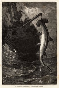 Fiskar en hammarsvall, 7 meter lång, i vattnet nära Anastasia Island. Gravyr för att illustrera berättelsen fyra månader i Florida, av Achille Pousselgue 1851-1852, publicerad i "" Le tour du monde"" 1870-1871, redigerad av Edouard Charton, Hachette redige av Unknown artist