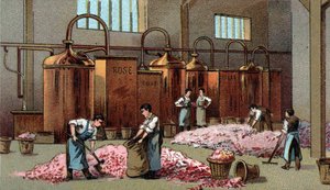 Blomsterdestilleri för produktion av bensin och vatten från Flowers. Kromolitografi från slutet av 1800-talet av Unknown artist
