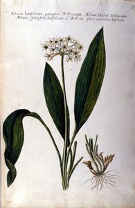 Vitlök. 1800-tals herbarium. av Unknown artist