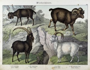 Get - i "Natural History of Mammals", red. Schreiber av Unknown artist