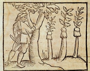 Ympa träden, illustration från De Agricoltura Vulgare, av Pier Crescenzio (1233-1320), upplaga publicerad i Venedig av Unknown artist