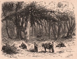 Grupp människor som plockar svamp i skogen i Fontainebleau av Unknown