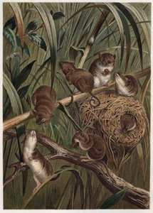 Skördråtta (eller dvärgmus) - Eurasisk skördemus (Micromys minutus) - gravyr från "" Brehms djurliv"" av Alfred Edmund Brehm (1829-1884) av Unknown artist