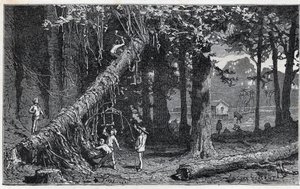 Skörda cinchona bark - Quinquina (Cinchona officinalis) av Unknown artist