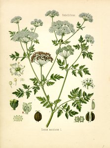 Hemlock (färg litho) av Unknown artist