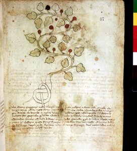 Ört "" Idriam Maggiore "" "eller gräs" "i form av en enkel knut" "". Botaniska styrelsen, Riminis kommunala bibliotek av Unknown artist