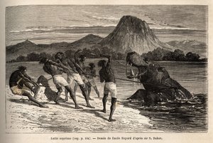 Flodhästjakt med Houarti-stammen, med harpuner och spjut, det rasande djuret laddar och gör motstånd. Gravyr för att illustrera utforskningen av Nilens abessiniska bifloder, av Sir Samuel W. Baker, 1861-62, publicerad i "" Le tour du monde"" 1 av Unknown artist