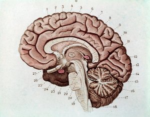 Mänsklig hjärnsektion med cerebrala hemisfärer och lillhjärnan (gravyr av Unknown artist