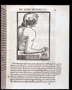 Människans sensoriska system ansluter till hjärnan - i "Rene Descartes