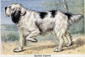 Jakthund: Stoppa Barbet av Unknown artist