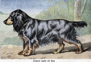 Jakthund: Svart coker och eld av Unknown artist