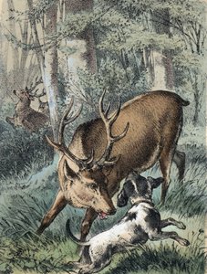 Illustration av Franz Hoffmanns berättelser "" Sagor och fabler - "" De 2 rådjuren"": ett rådjur springer iväg och det andra slåss med en hund. Kromolitografi av 1800-talet. av Unknown artist