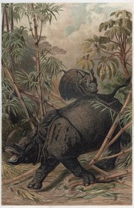 Indisk noshörning - Den indiska noshörningen (Rhinoceros unicornis) - gravyr från "" Brehms djurliv"" av Alfred Edmund Brehm (1829-1884) av Unknown artist
