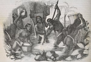 Indianer från ön Hispaniola panorerar efter guld av Unknown artist