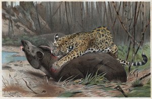 Jaguar (Panthera onca) - gravyr från "" Brehms djurliv"" av Alfred Edmund Brehm (1829-1884) av Unknown artist