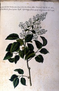 Jasmingren. Tallrik från ett 1600-talsherbarium av Unknown artist