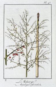 Sparris (Asparagus Officinalis) - i "Övningar i botanik för bruk av handlare", redigerad av J.C. Philibert, Imprimerie de Crapelet, Paris av Unknown artist