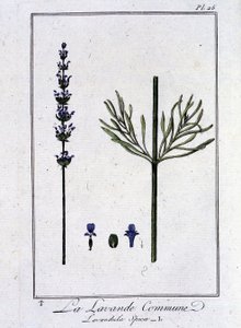 Vanlig lavendel (Lavandula Spica) - i "Övningar i botanik för handlare", skriven av J.C. Philibert, Imprimerie de Crapelet, Paris av Unknown artist