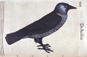 La choucas i Historia Animalium av Conrad Gesner (1516 - 1565), Tiguri av Unknown artist