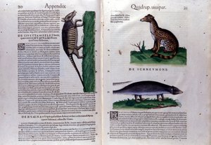 La civette, la hyena och la mangouste, i Djurens historia av Conrad Gesner (1516 - 1565), Tiguri av Unknown artist