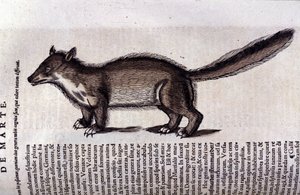 La martre (eller marte) i Historia Animalium de Conrad Gesner (1516 - 1565), Tiguri av Unknown artist