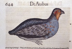 La rapphöna i Historia Animalium av Conrad Gesner (1516 - 1565), Tiguri av Unknown artist