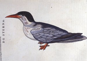 La tern ou swallow des mers i Historia Animalium de Conrad Gesner (1516 - 1565), Tiguri av Unknown artist