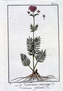 Vild valeriana - i "Exercise in botany for the use of traders"" av J.C. Philibert, imp. från Crapelet, Paris av Unknown artist