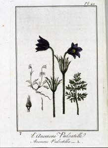 Anemone pulsatilla - i "Övningar i botanik för bruk av handlare", skriven av J.C. Philibert, Imprimerie de Crapelet, Paris av Unknown artist