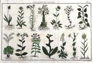 Layout av bladen: i "" Flora Françoise, eller en kort beskrivning av alla växter som växer naturligt i Frankrike, ordnade enligt en ny analysmetod som citerar deras mindre tvetydiga dygder inom medicin, och deras användbarhet i av Unknown artist