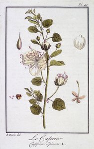 Capriären (Capparis Spinosa) - i "Övningar i botanik för bruk av handlare", redigerad av JC Philibert, Imprimerie de Crapelet, Paris av Unknown artist