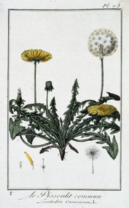 Den vanliga maskrosen (Leontodon caraxacum) - i "Övningar i botanik för bruk av handlare", skriven av J.C. Philibert, Imprimerie de Crapelet, Paris av Unknown artist