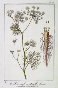 Fänkålen eller söt dill (Anethum Foeniculum) - i "Övningar i botanik för bruk av handlare", redigerad av J.C. Philibert, Imprimerie de Crapelet, Paris av Unknown artist