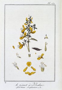 Le Genet a Broom (Spartium Scoparium) - i "Exercises in botany for the use of traders", redigerad av J.C. Philibert, Imprimerie de Crapelet, Paris av Unknown artist