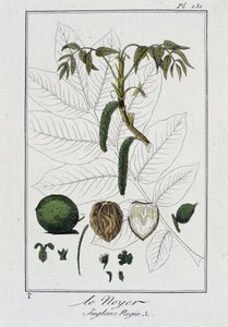 Le Noyer (Juglans Regia) - i "Exercises in botany for use of traders", skriven av J.C. Philibert, imp. Crapelet, Paris av Unknown artist